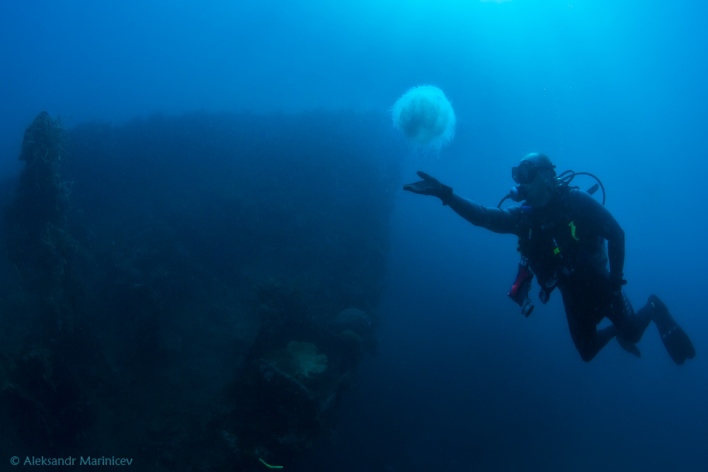 Лети... Jelly fish медуза Корон Филиппины wreck рэк затонувшие объекты