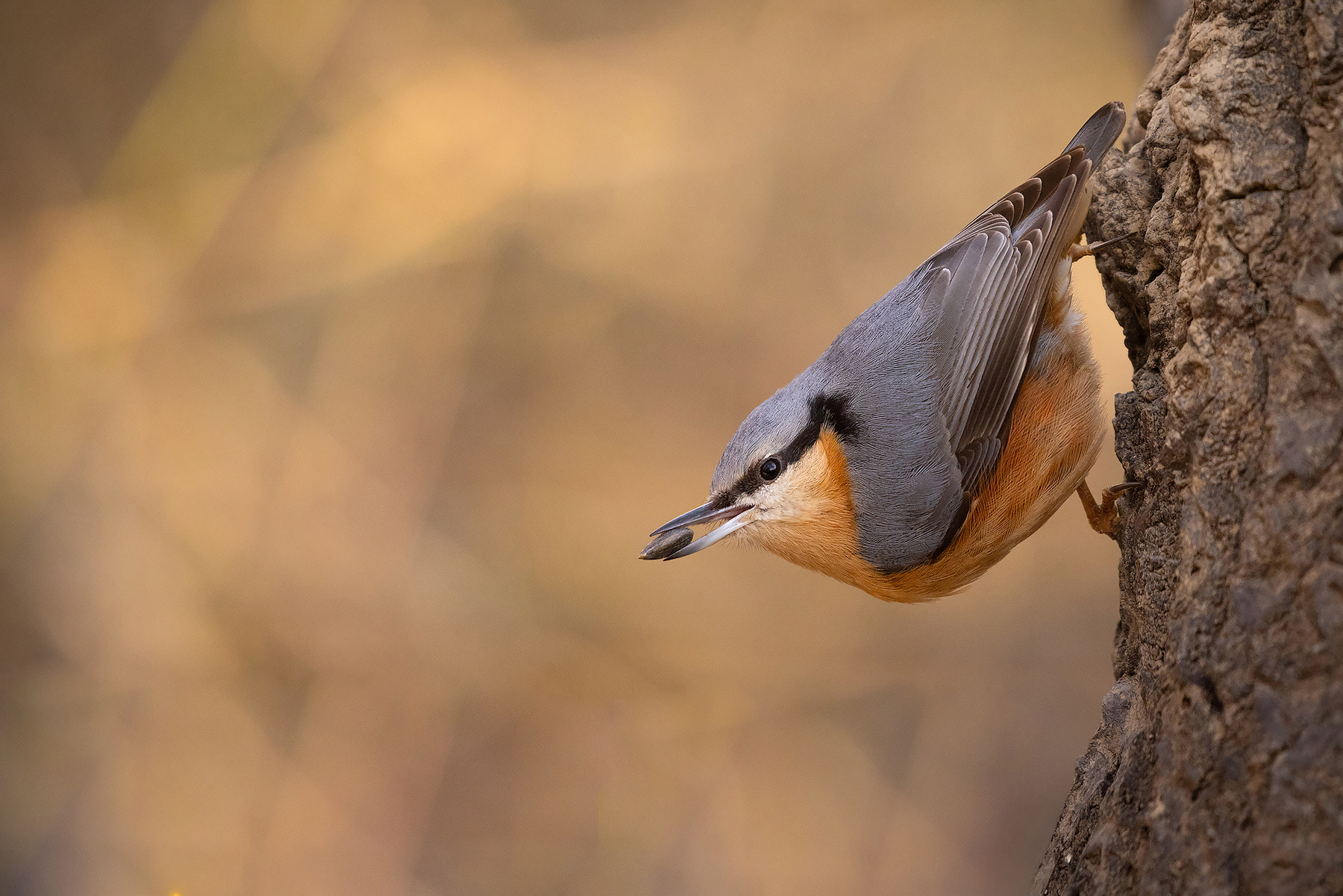 Nuthatch 