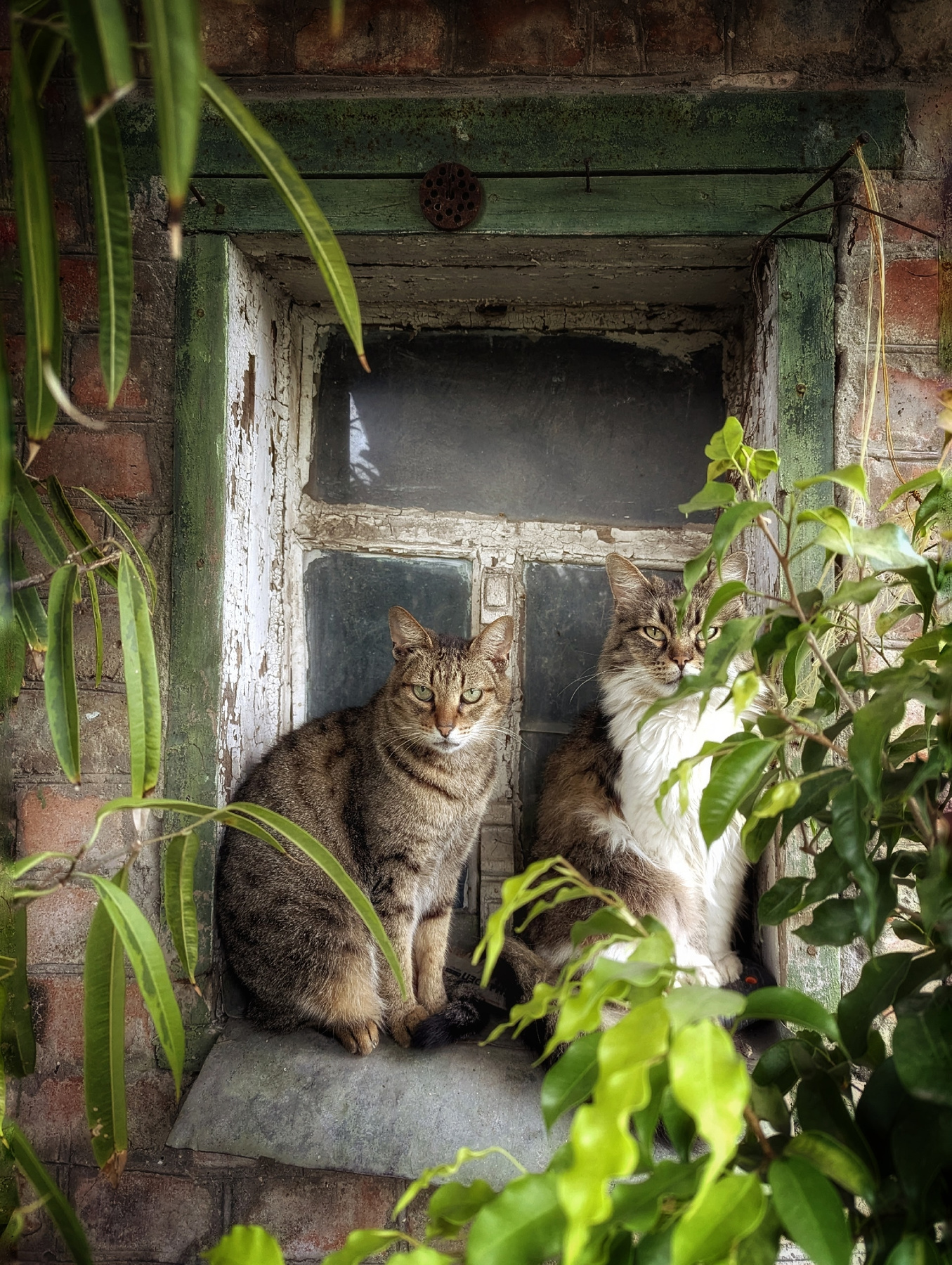 Хранители дома коты кошки природа животные