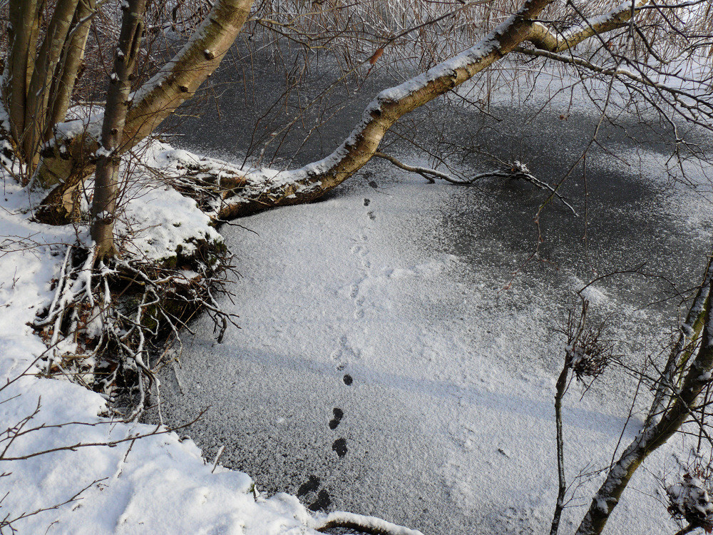 *** Footprints in the snow зима