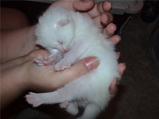 Беленький комочек котенок