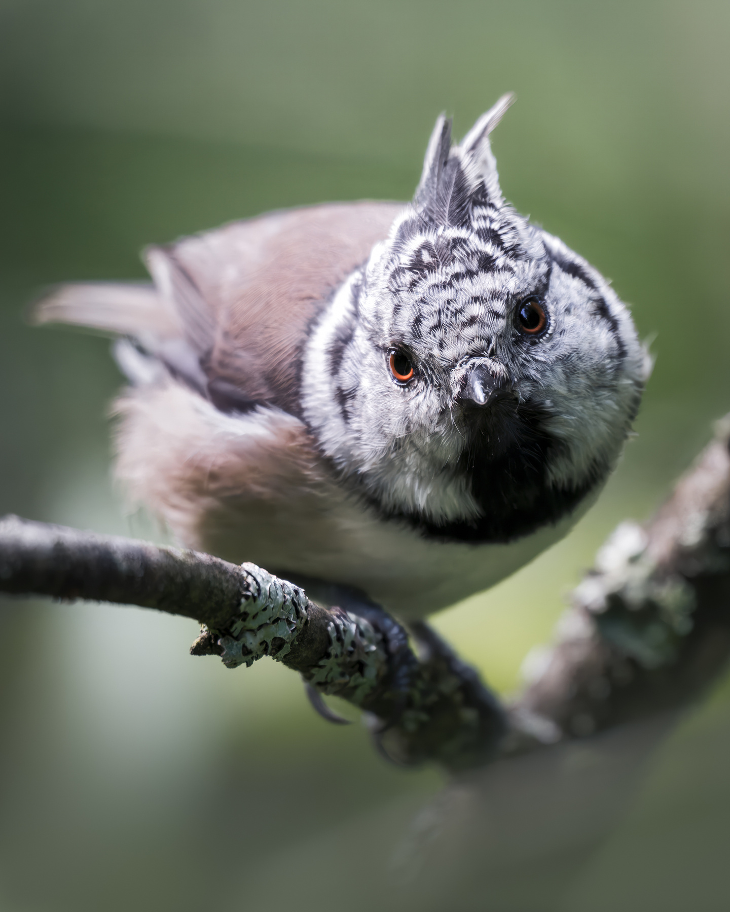 Хохлатая синица (Lophophanes cristatus) 
