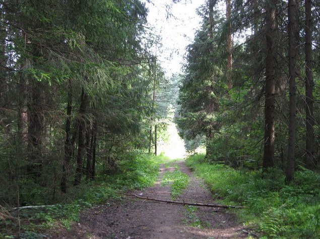 *** Лес, дорога