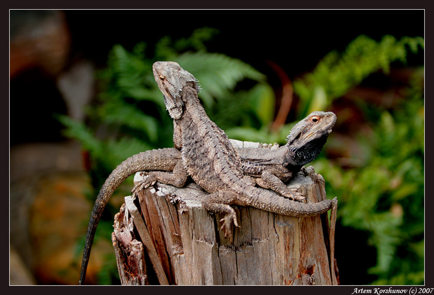 Юный натуролист #2 Australia, Animals, Wildlife