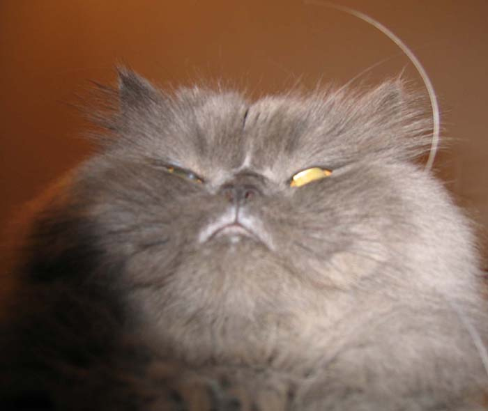 Китаяц Китаяц