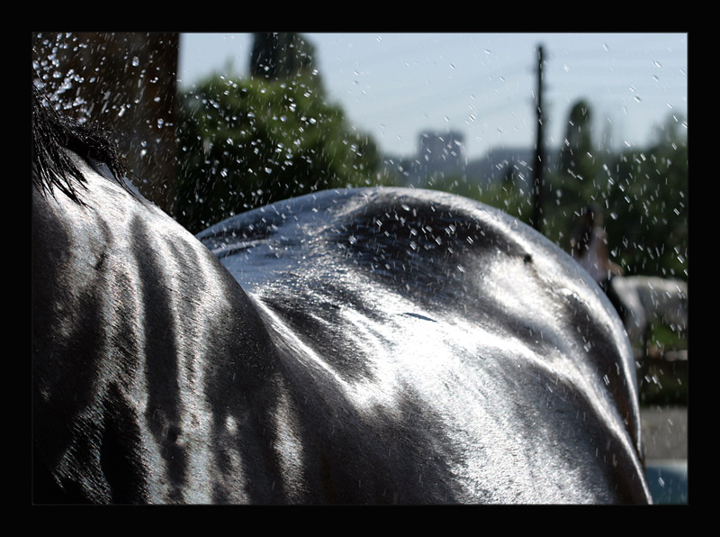 horse&water лошадь