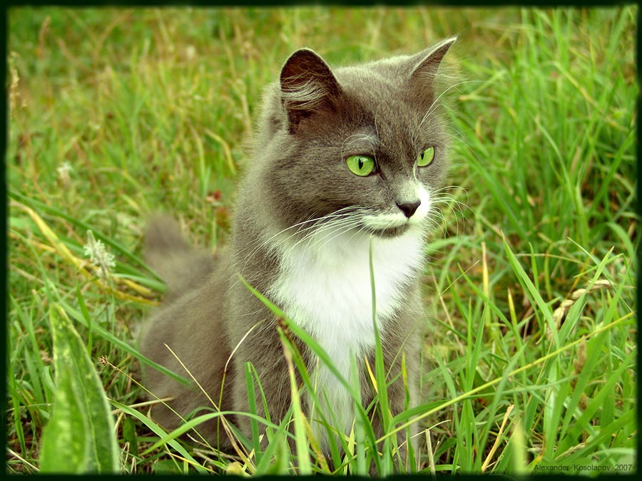 Greeeen Cat green кошки зелень животные глаза деревня