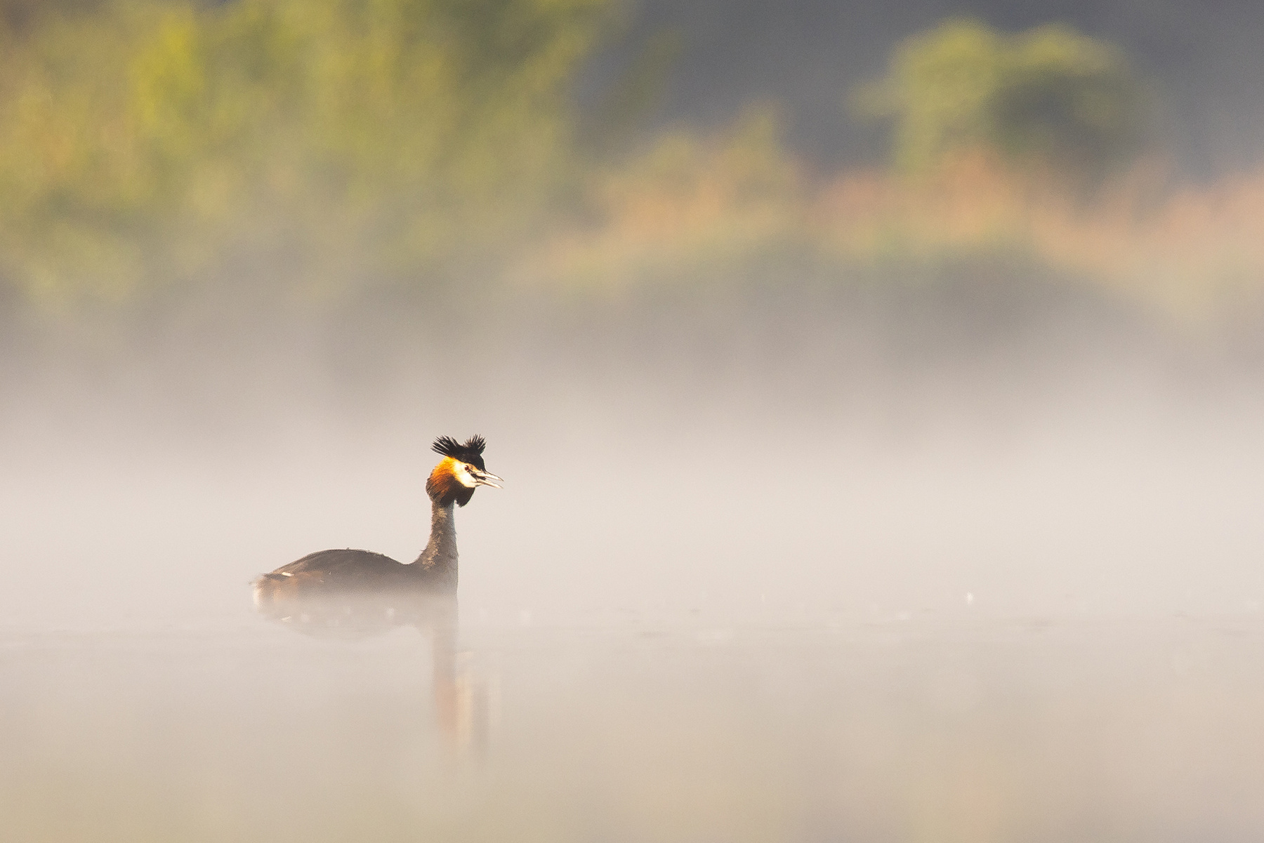 Great crested grebe 