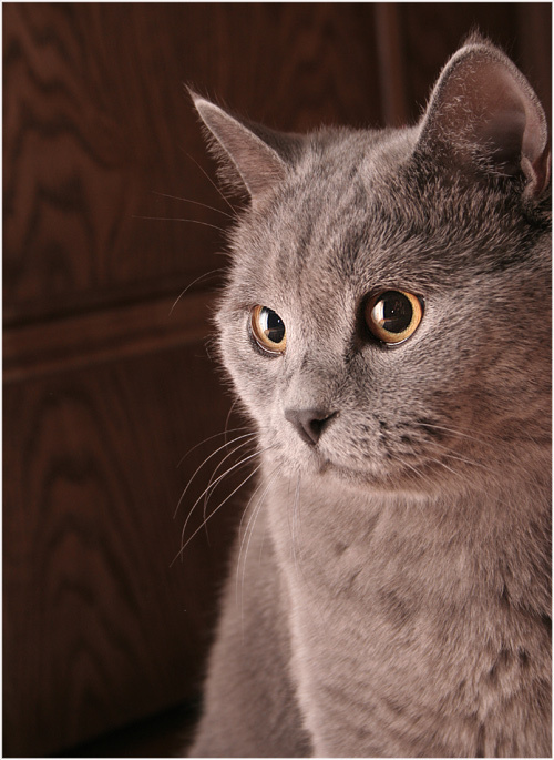 котомодель 