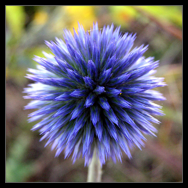 (*) Echinops макро колючка