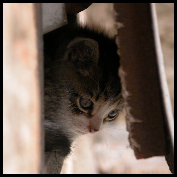 escape котенок из люка