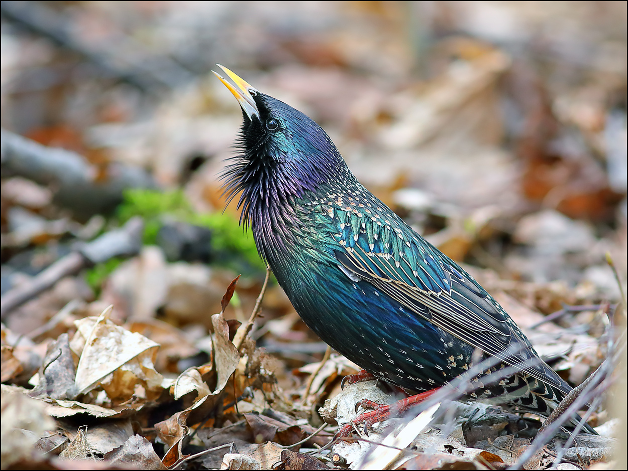 Цвет металлик птица скворец Sturnus vulgaris весна