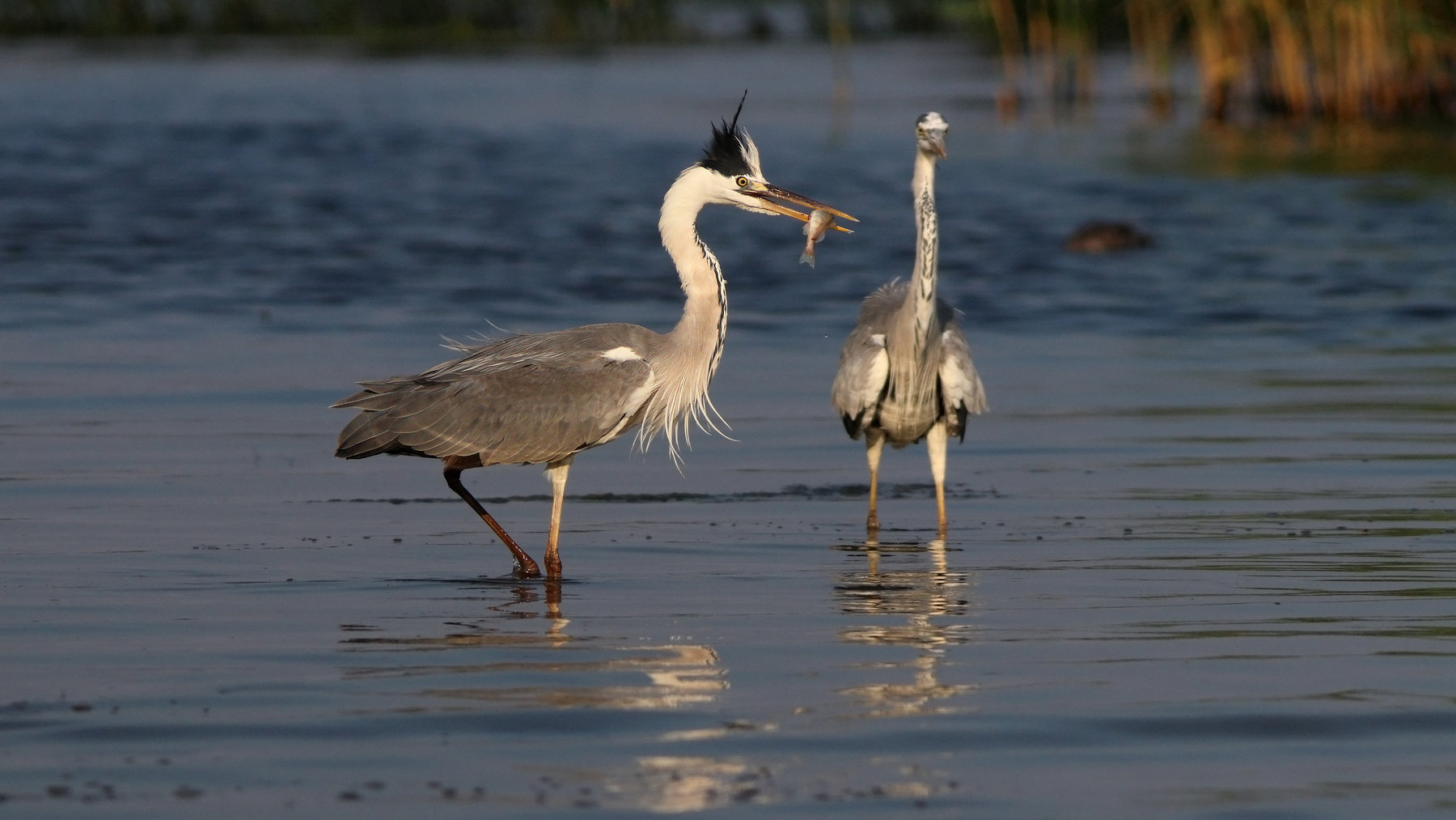 Вот так удача! серая цапля ardea cinerea grey heron