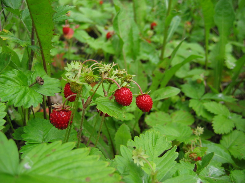 strawberry земляника макро поле