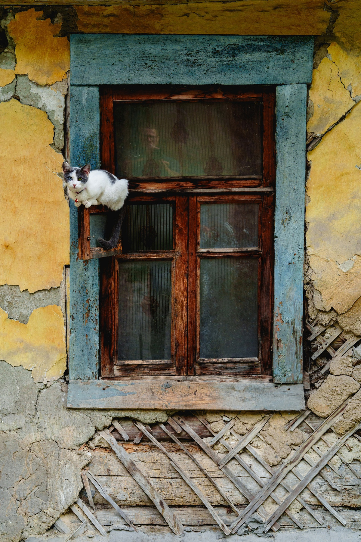 Кот 