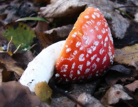 [Fly agaric] мухомор