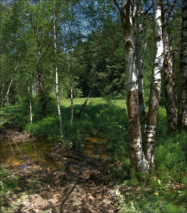 После ливня Подмосковье тропинки