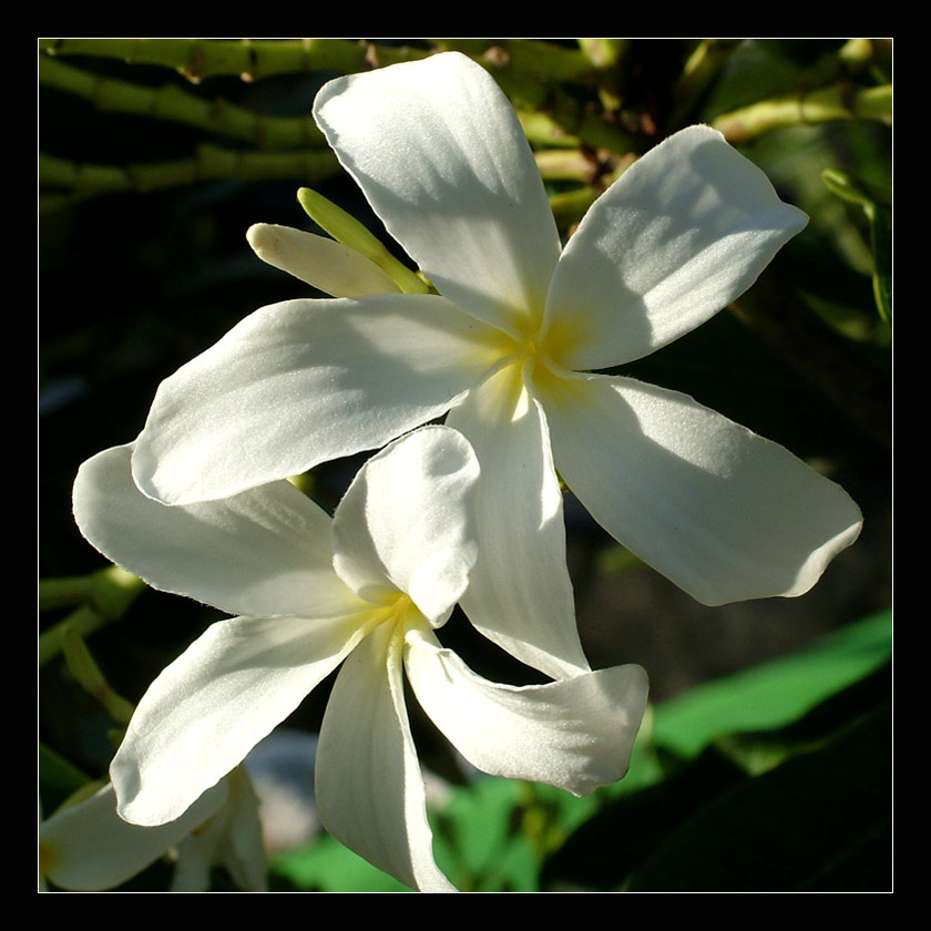 Mexican stephanotis stephanos mexico вода цветы лес река море город