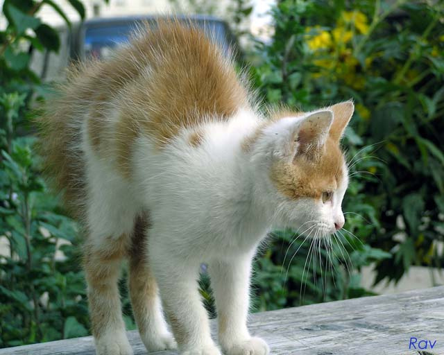Не подходи! Закусаю!!!! котенок