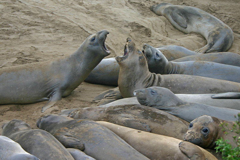Elephant Seals at Año Nuevo State Reserve Elephant Seals