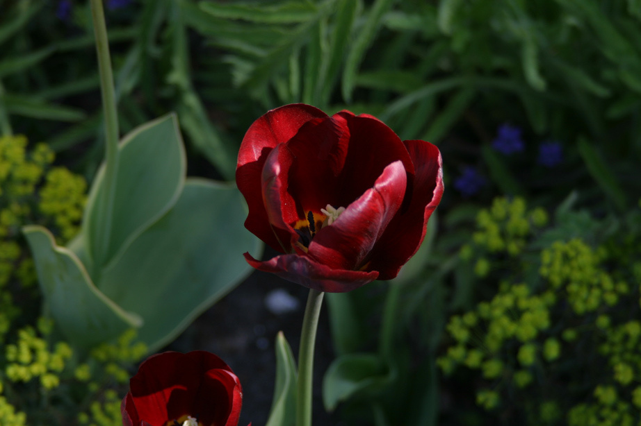 Tulips2 тюльпан голландия цветы