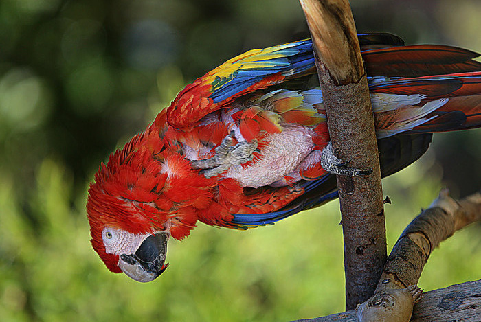 marineland.es попугай parrot papagayo