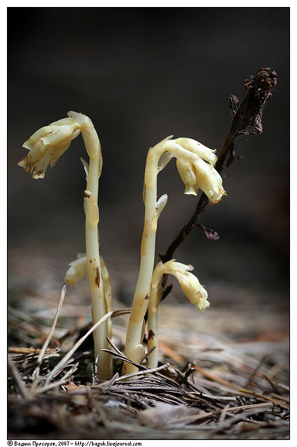 Hypopitys monotropa hypopitis monotropa