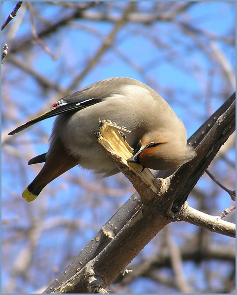 Сок клена свиристель кленовый сок waxwing