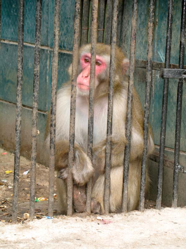 Обезьянка :) monkey, обезьяна, обезьянка