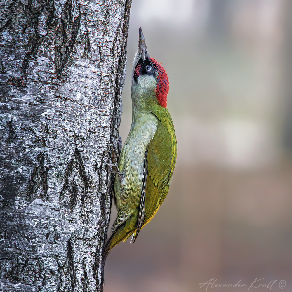 Реакция дятел зеленый picus viridis