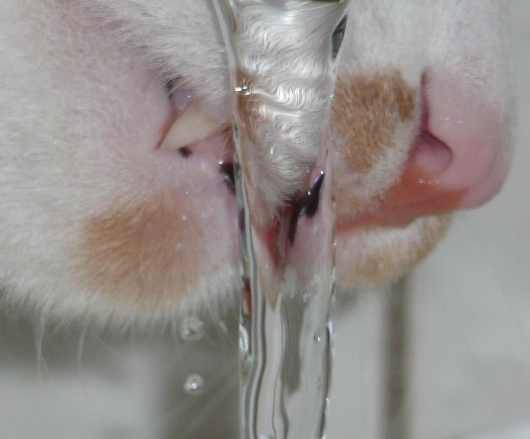 *** КОТ ВОДА
