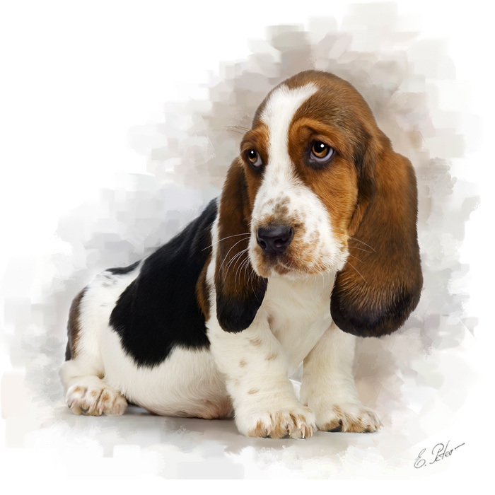 Ну и что что ножки короткие, зато ушки длинные Basset