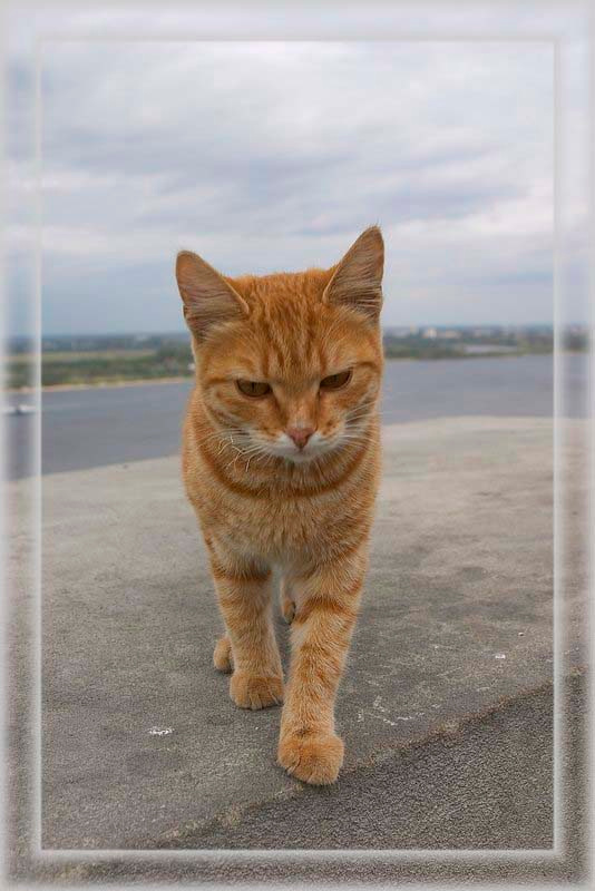 Апельсинчик 