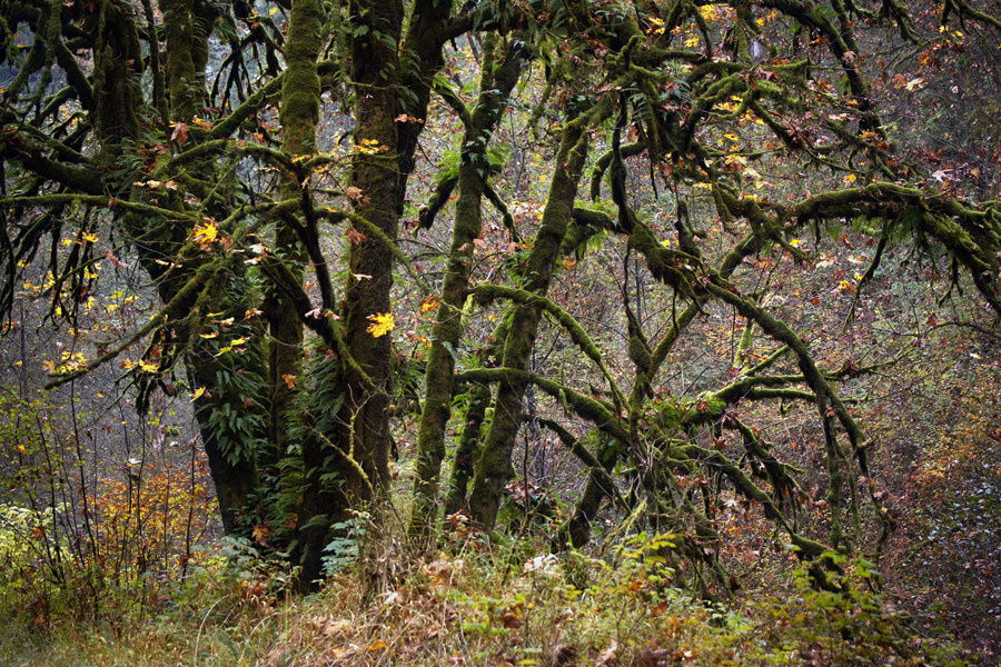*** forest, autumn