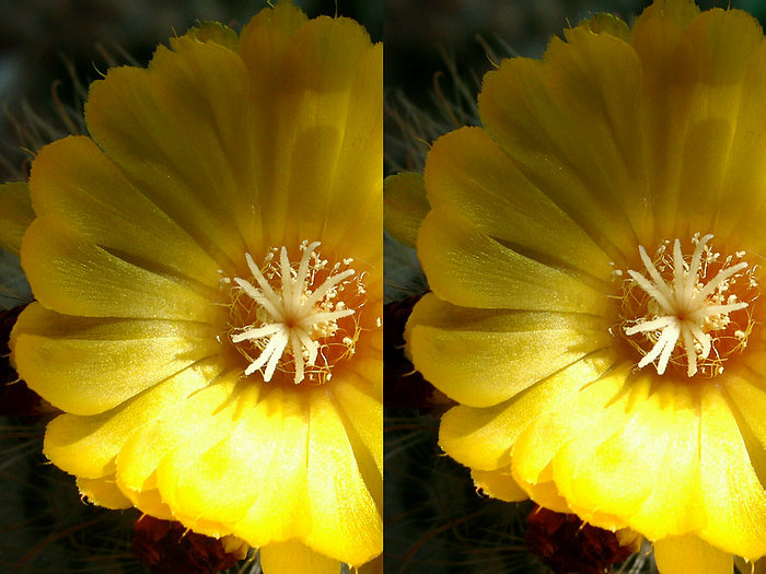 Parodia crucicentra Стерео Stereo 3D кактус