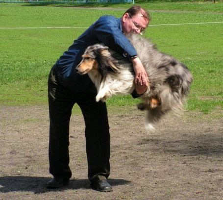прыжок собака колли прыжок