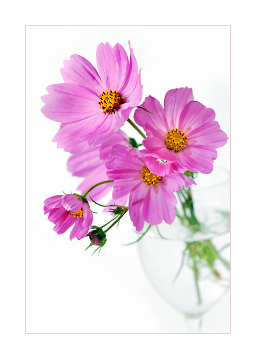 pink bouquet 
