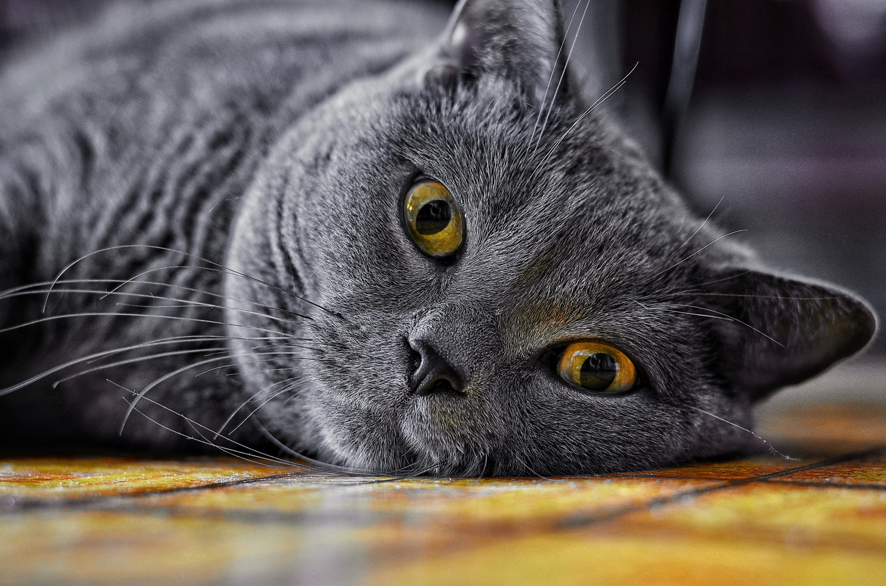 Портрет кота. 