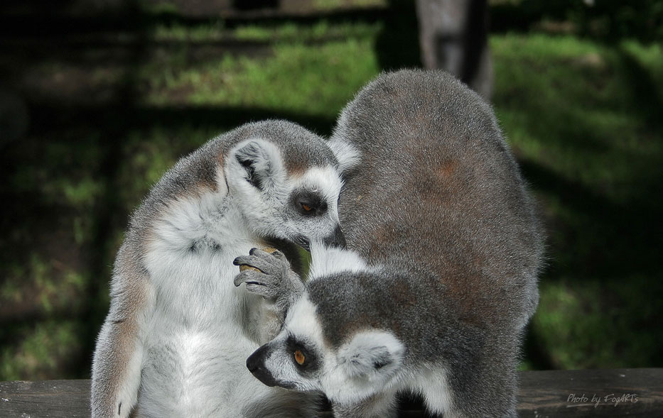 Секреты Лемуры, скансен, skansen, lemurs