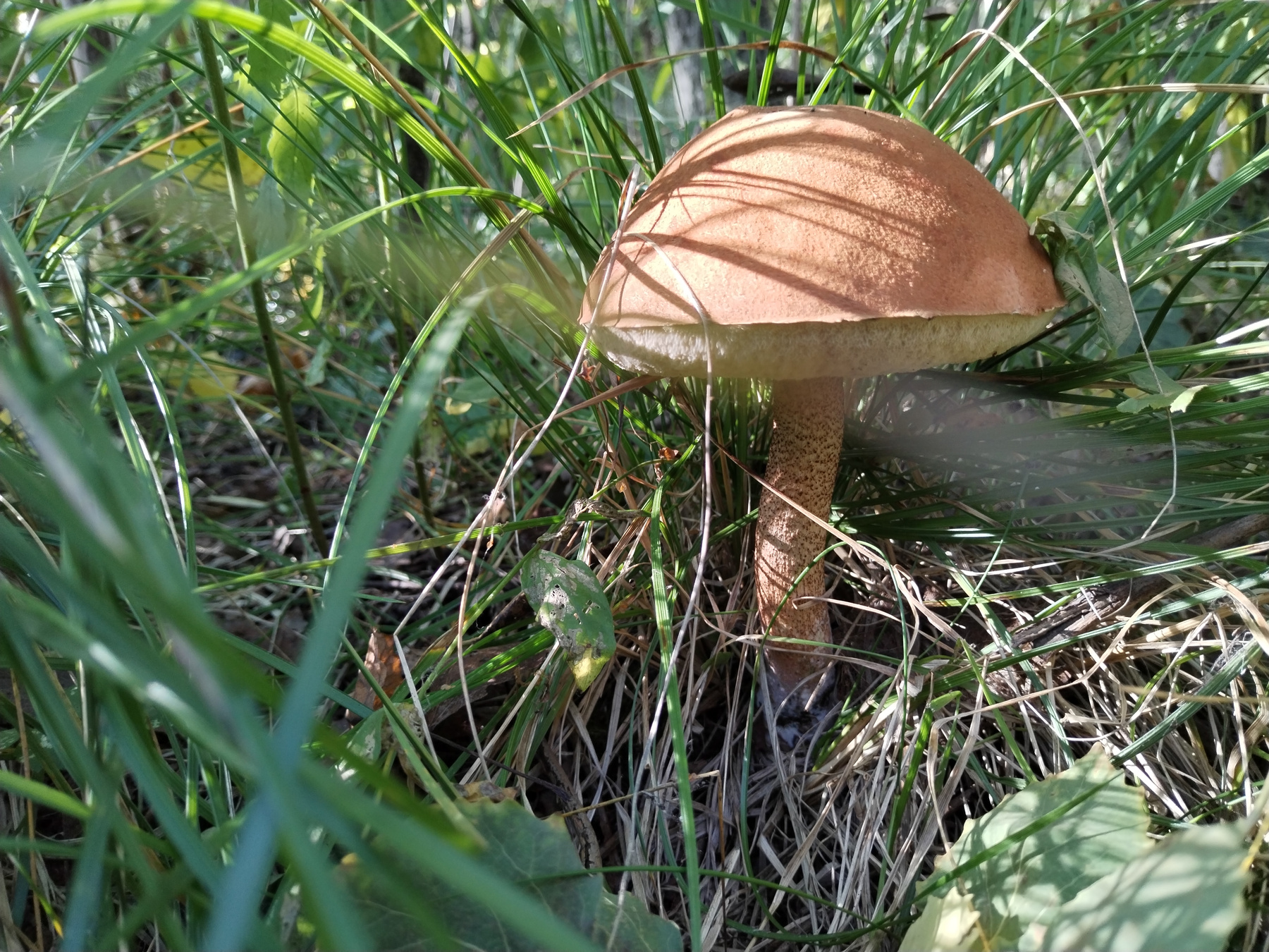 Дары осени) 
