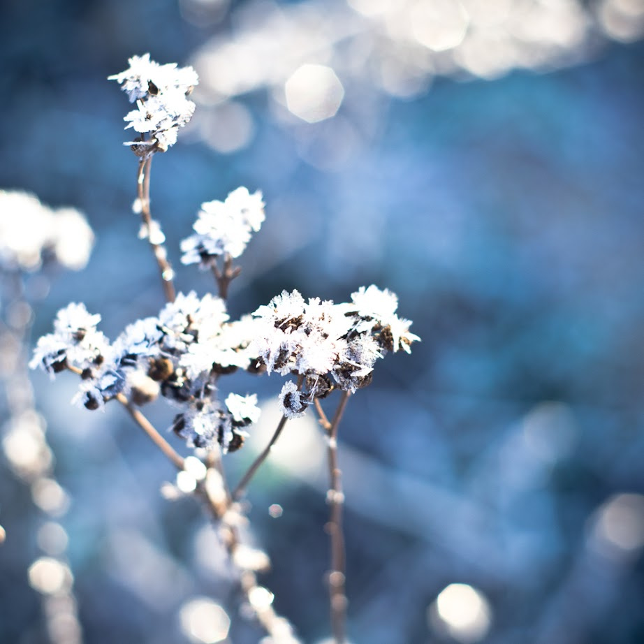 *** winter snow bush иней снег зима