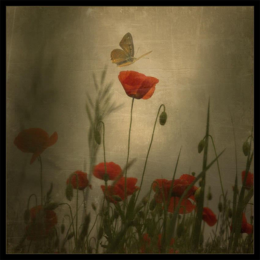 Romance in Flowers 