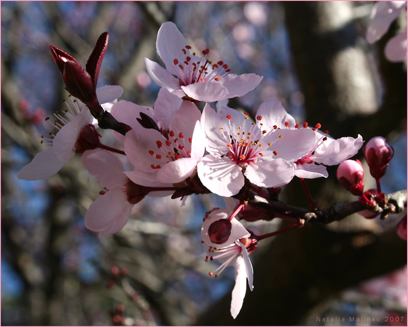 Весенняя. Весна Цветы Дерево Spring
