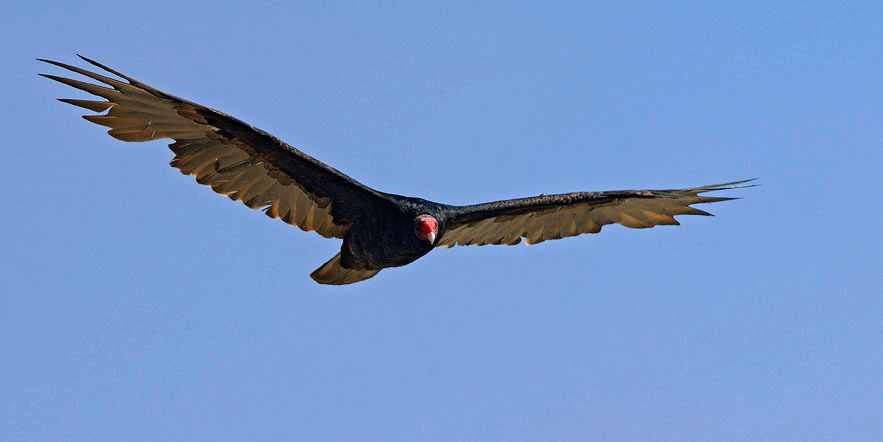 Только стервятник … Гриф-индейка, Cathartes aura, Turkey Vulture, Fort Ross area, California