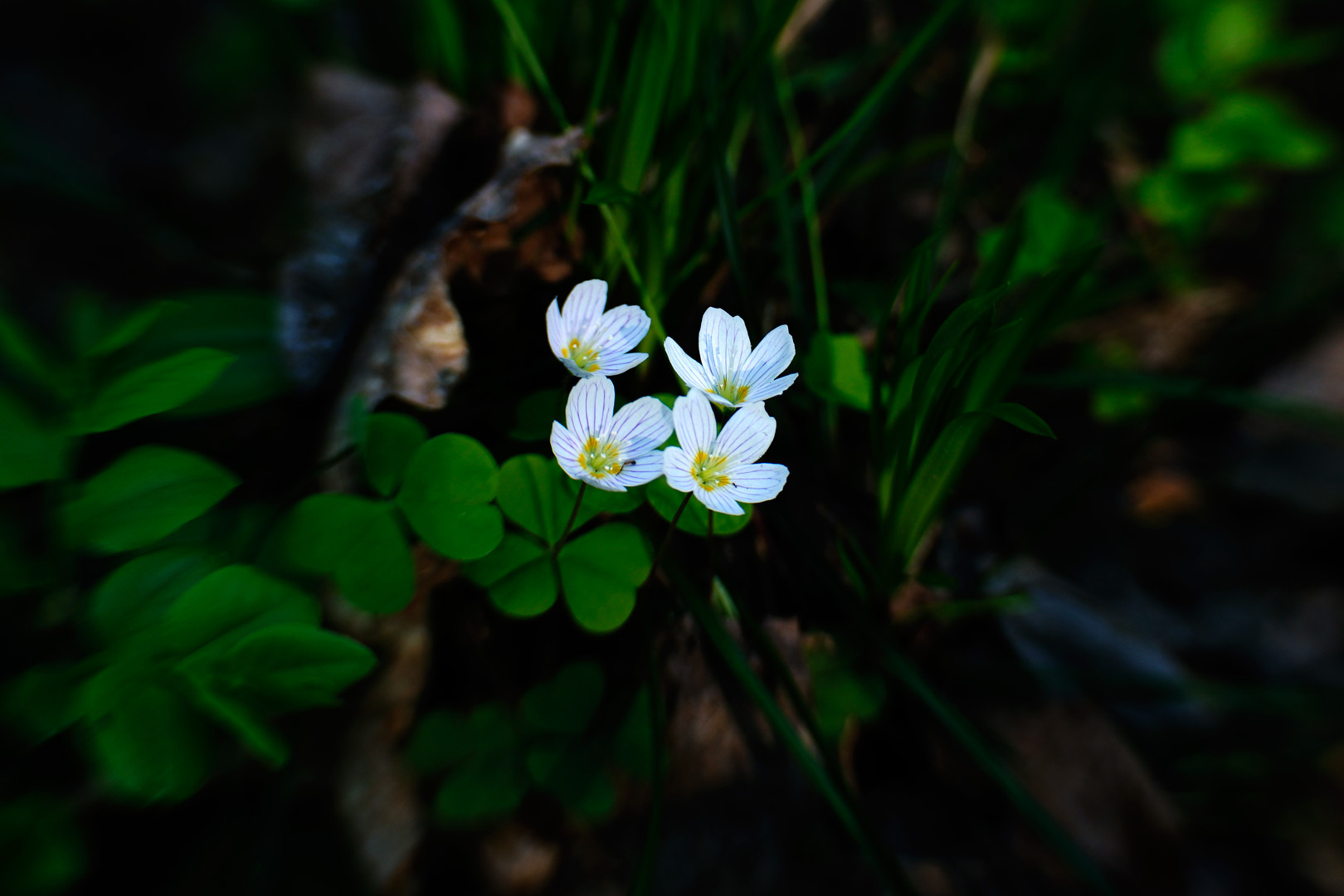 Цветущая кислица кислица, цветок, насекомые, заячья капуста, LensBaby