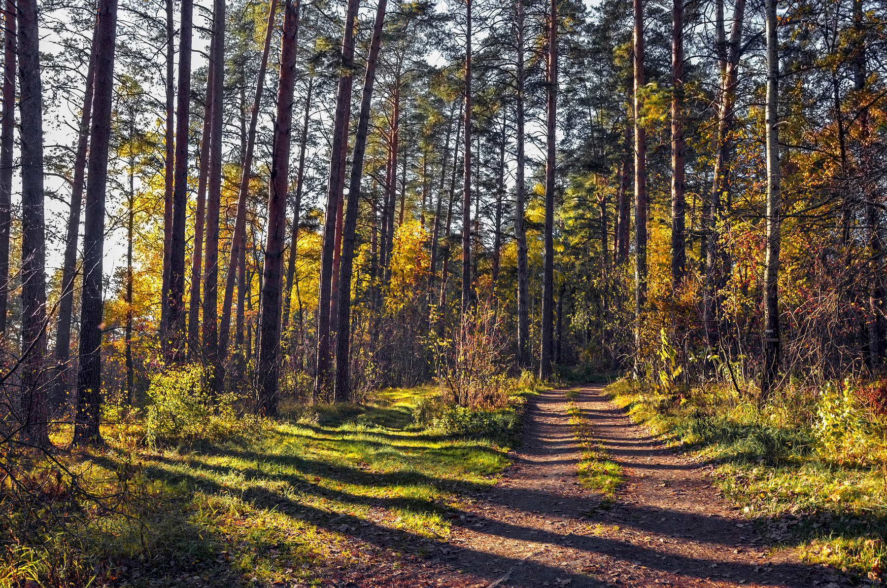 ***Дорога в осенний лес 