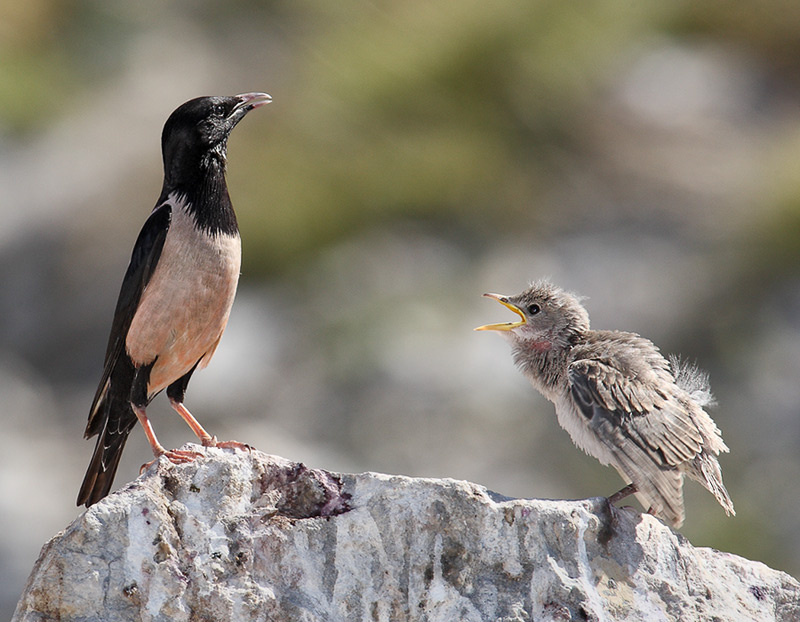 И что теперь, козел старый? Розовый скворец (Sturnus roseus)
