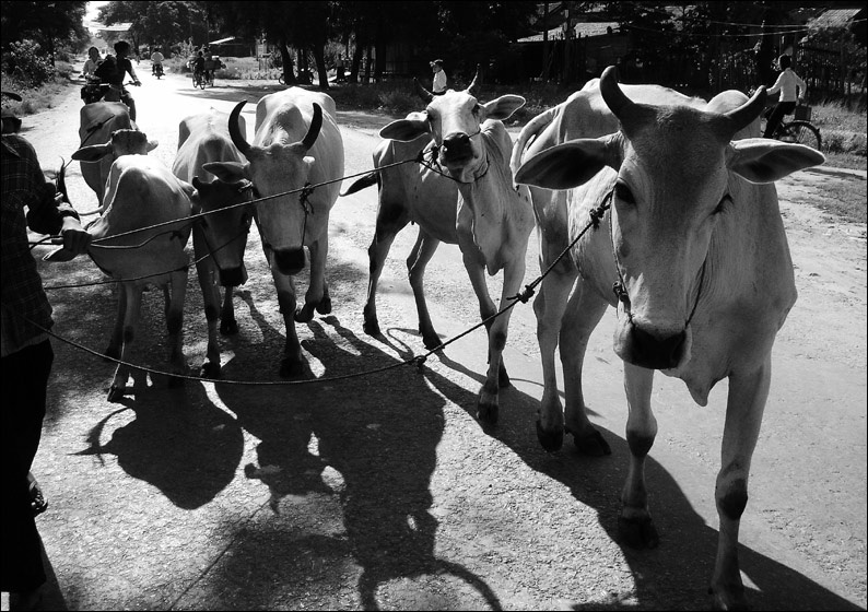 beef cambodia