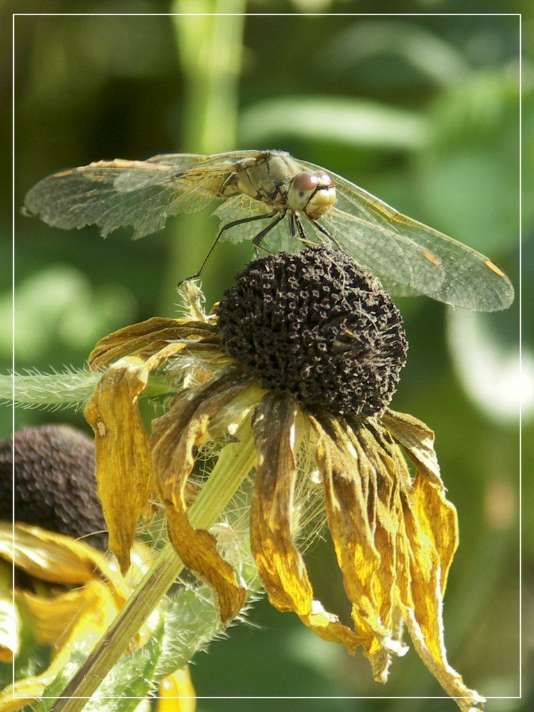 осень флоры и фауны 