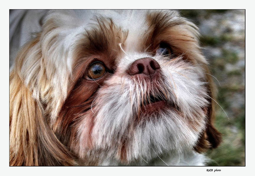 The Dog 